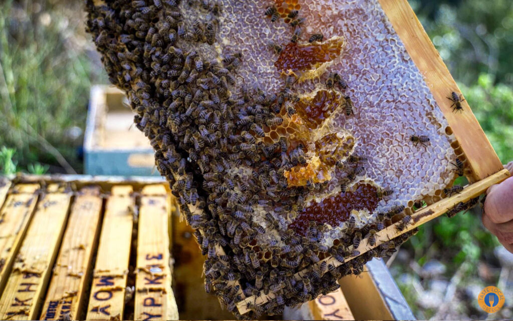 From Nectar to Honey - Gastronomy Tours 30 - Gastronomy Tours